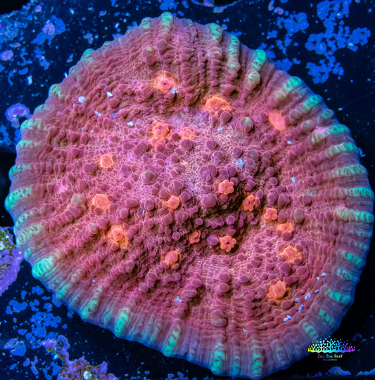 Chalice Coral