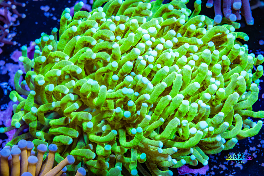 Ultra Banana Torch Coral