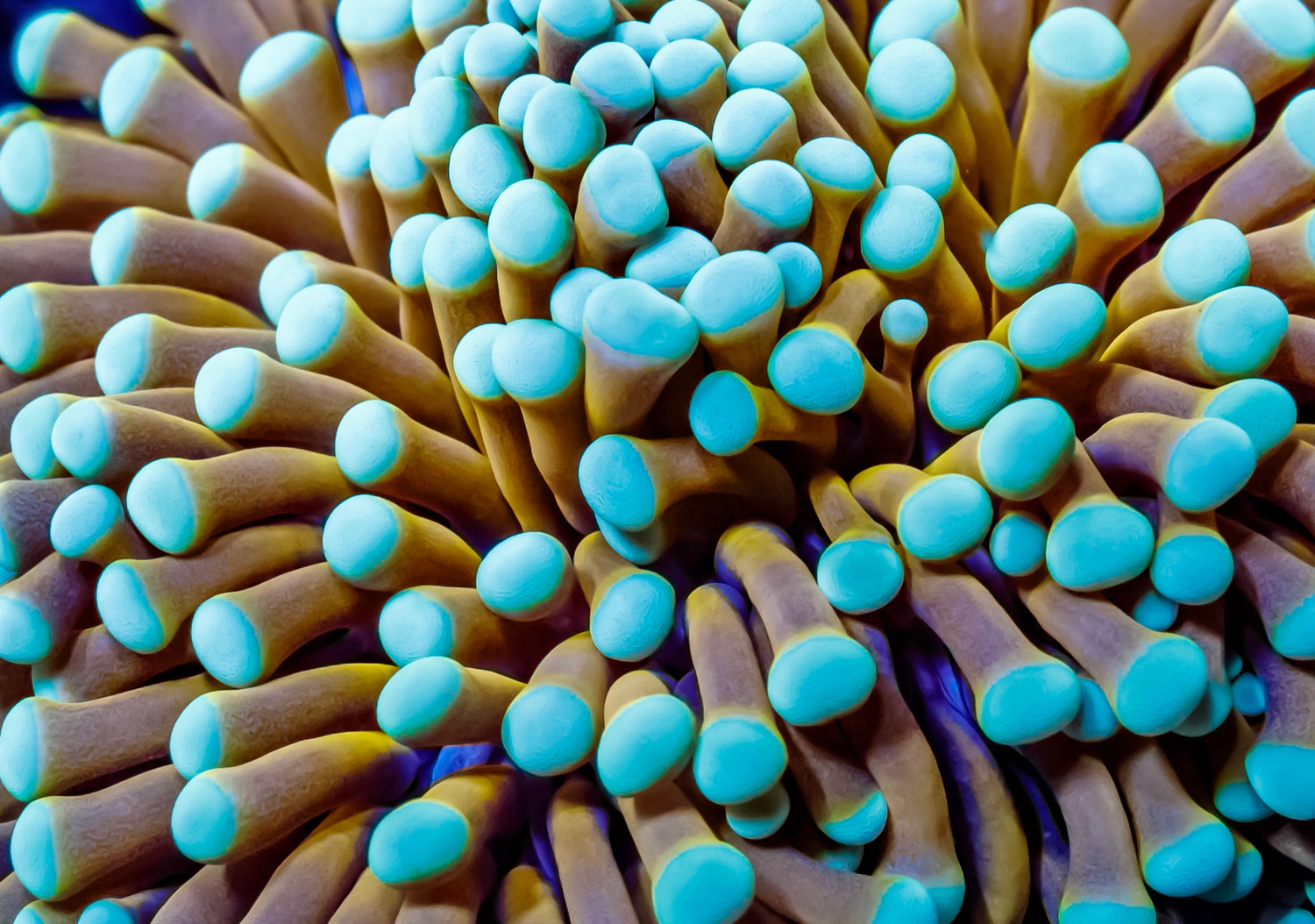 Mint coloured tips gold long tenticles torch coral