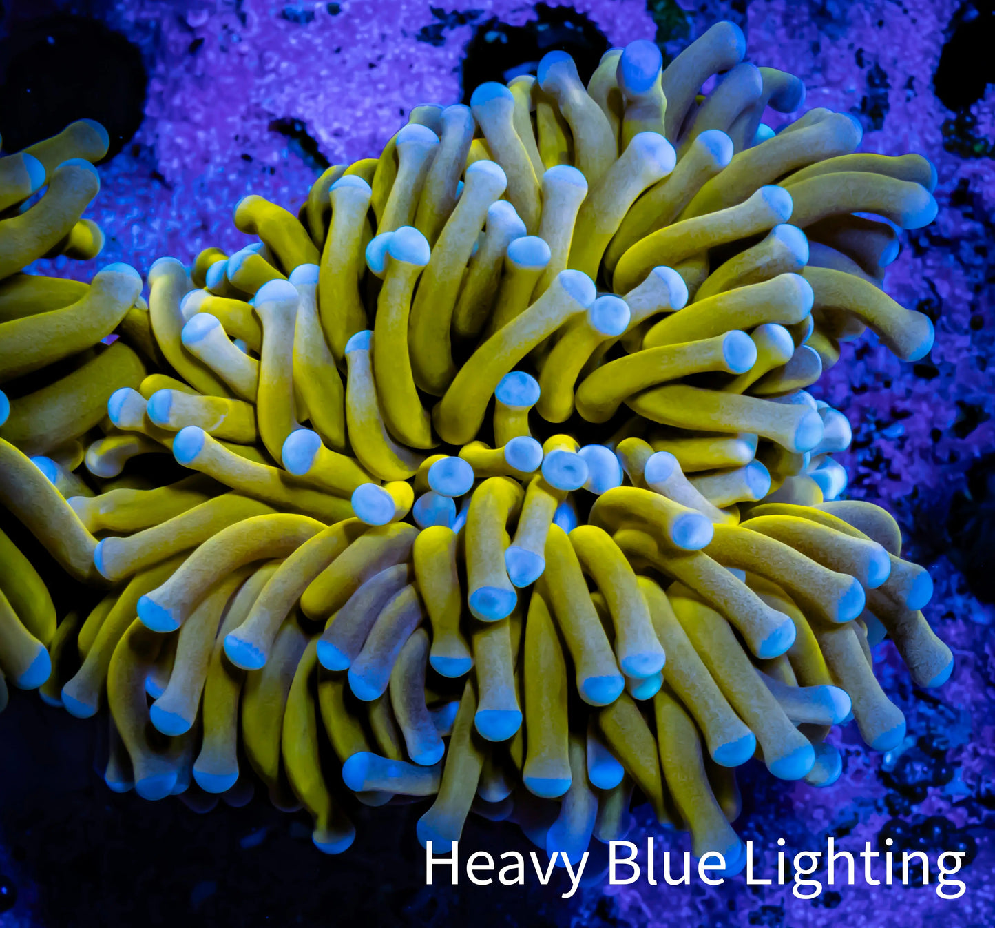 24K Blue Tip Gold Torch Coral 4.5cm WYSIWYG C3R1B1 24K Blue Tip Gold Torch Coral 4.5cm WYSIWYG C3R1B1 LPS 24K Blue Tip Gold Torch Coral 4.5cm WYSIWYG C3R1B1 Zeo Box Reef
