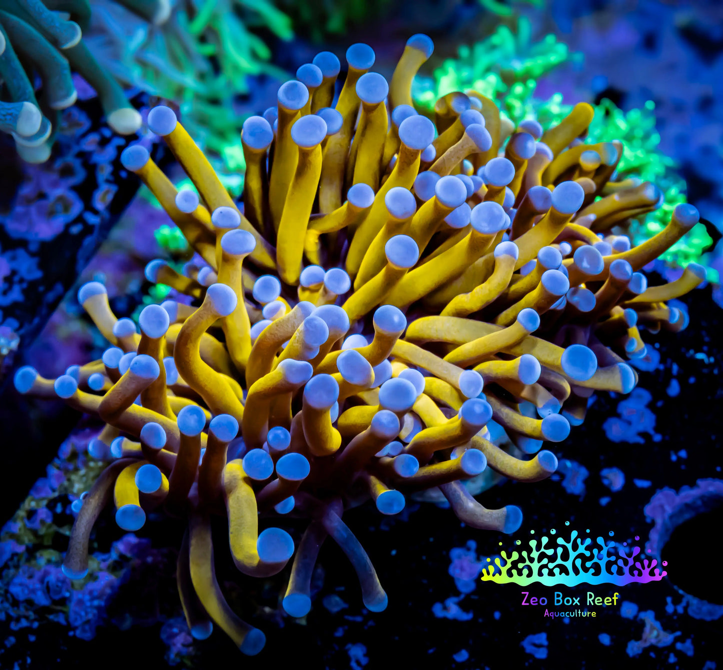 24K Blue Tip Gold Torch Coral 4cm WYSIWYG A1 R2B1 24K Blue Tip Gold Torch Coral 4cm WYSIWYG A1 R2B1 LPS 24K Blue Tip Gold Torch Coral 4cm WYSIWYG A1 R2B1 Zeo Box Reef