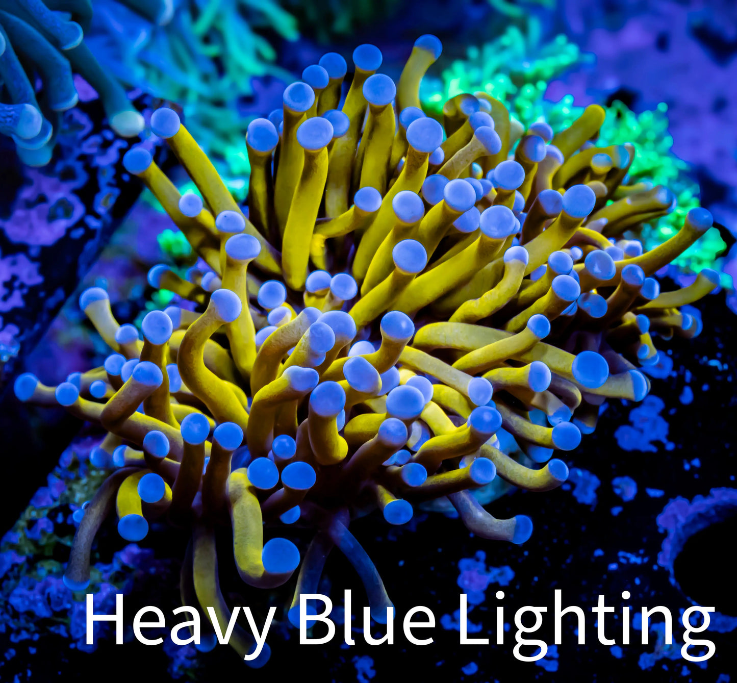 24K Blue Tip Gold Torch Coral 4cm WYSIWYG A1 R2B1 24K Blue Tip Gold Torch Coral 4cm WYSIWYG A1 R2B1 LPS 24K Blue Tip Gold Torch Coral 4cm WYSIWYG A1 R2B1 Zeo Box Reef