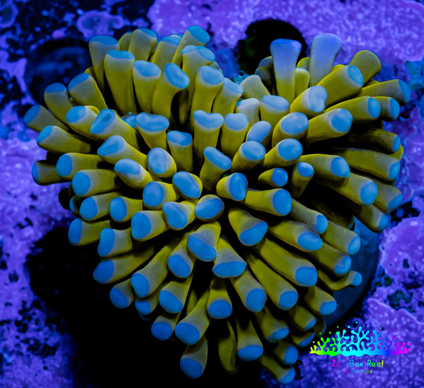 24K Blue Tip Gold Torch Coral 4cm WYSIWYG C2R1B1 24K Blue Tip Gold Torch Coral 4cm WYSIWYG C2R1B1 LPS 24K Blue Tip Gold Torch Coral 4cm WYSIWYG C2R1B1 Zeo Box Reef
