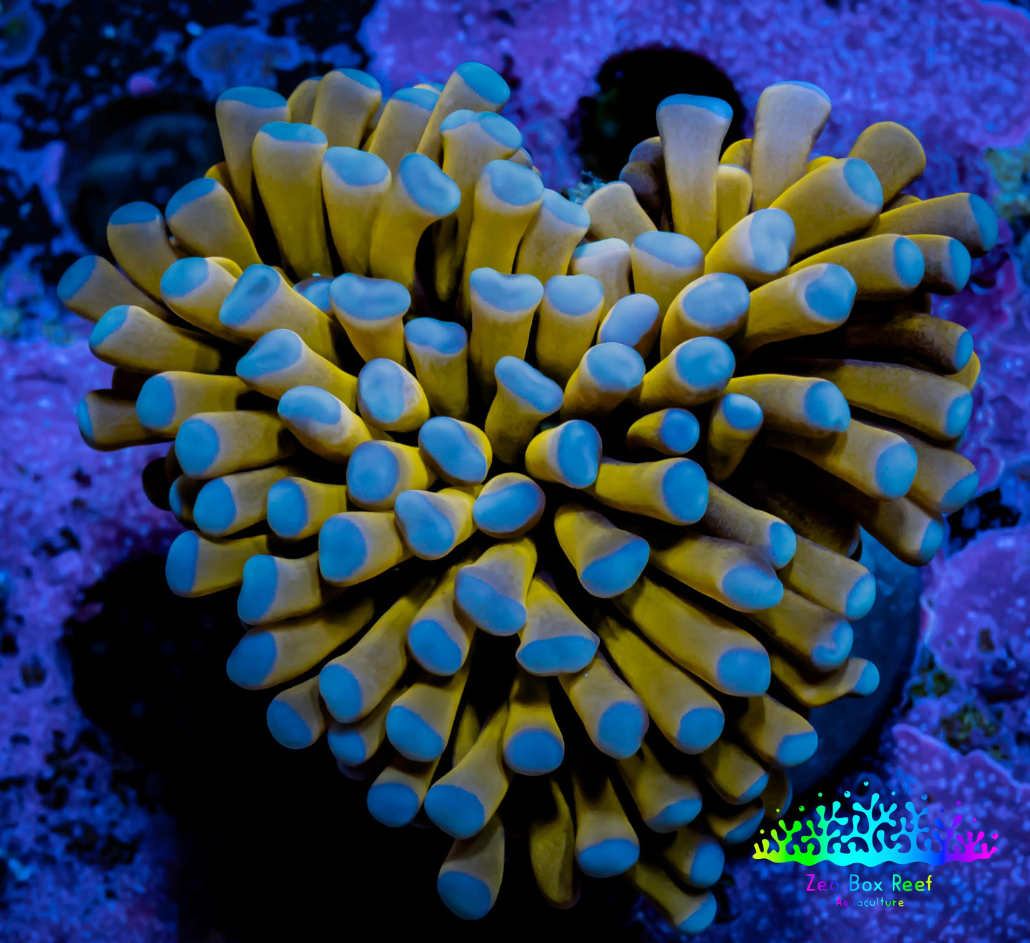24K Blue Tip Gold Torch Coral 4cm WYSIWYG C2R1B1 24K Blue Tip Gold Torch Coral 4cm WYSIWYG C2R1B1 LPS 24K Blue Tip Gold Torch Coral 4cm WYSIWYG C2R1B1 Zeo Box Reef