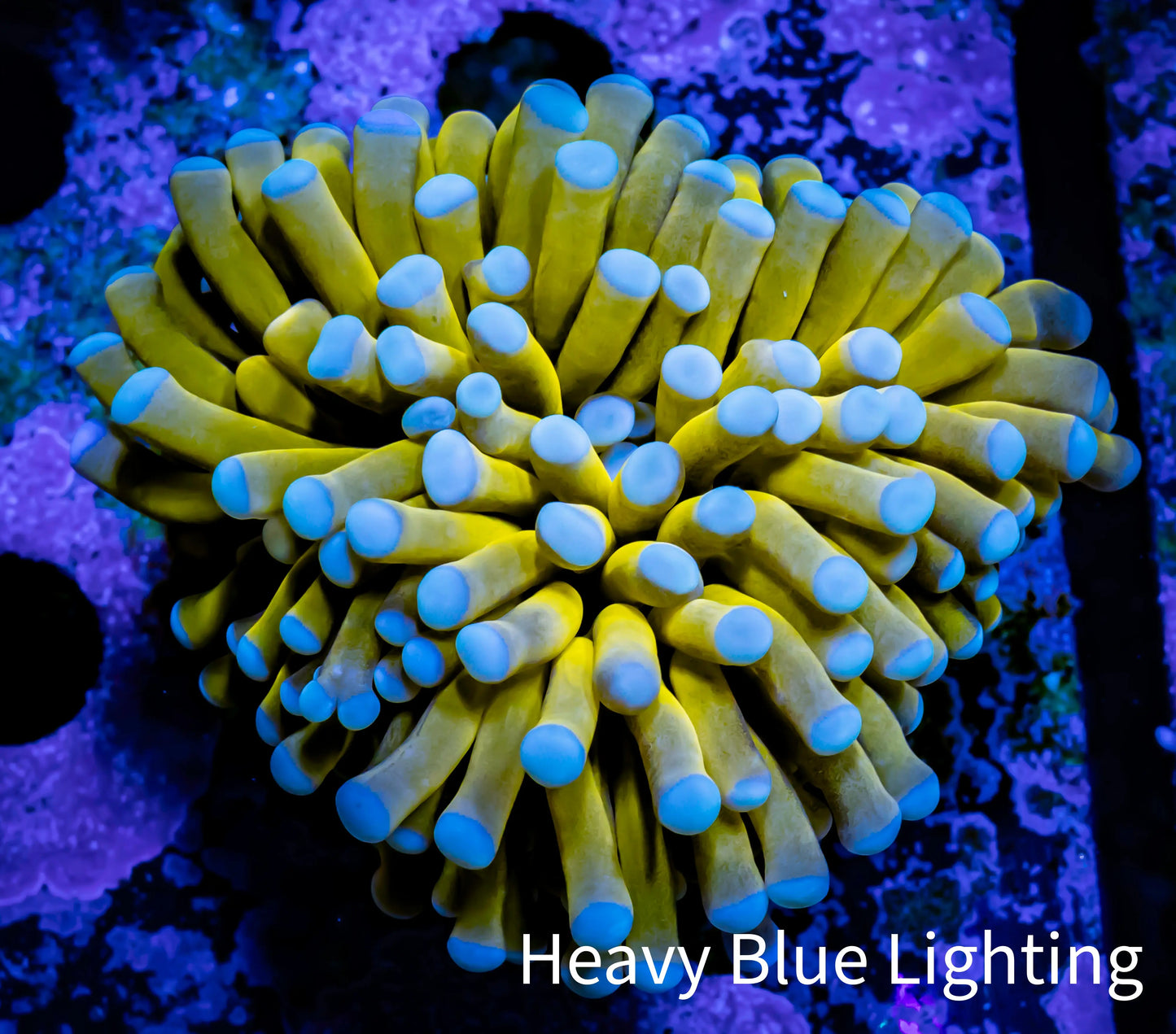 24K Blue Tip Gold Torch Coral 5cm WYSIWYG B5R1B1 24K Blue Tip Gold Torch Coral 5cm WYSIWYG B5R1B1 LPS 24K Blue Tip Gold Torch Coral 5cm WYSIWYG B5R1B1 Zeo Box Reef