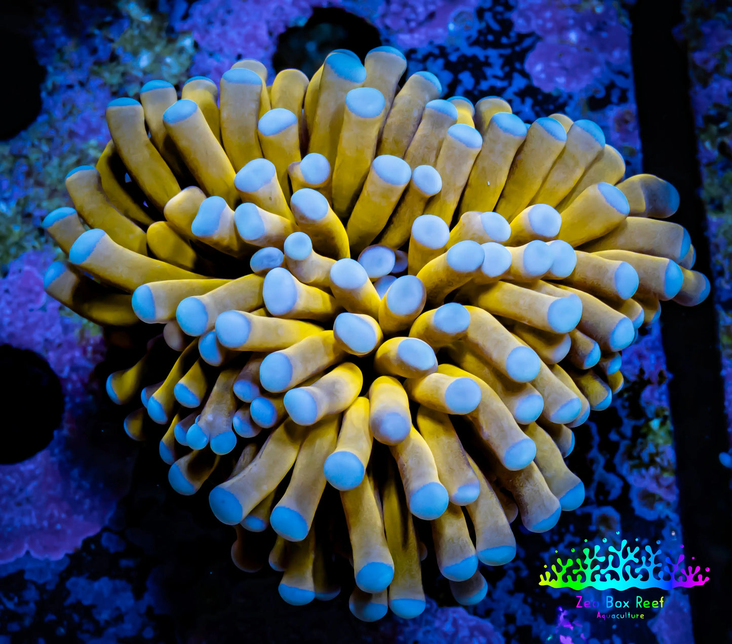24K Blue Tip Gold Torch Coral 5cm WYSIWYG B5R1B1 24K Blue Tip Gold Torch Coral 5cm WYSIWYG B5R1B1 LPS 24K Blue Tip Gold Torch Coral 5cm WYSIWYG B5R1B1 Zeo Box Reef