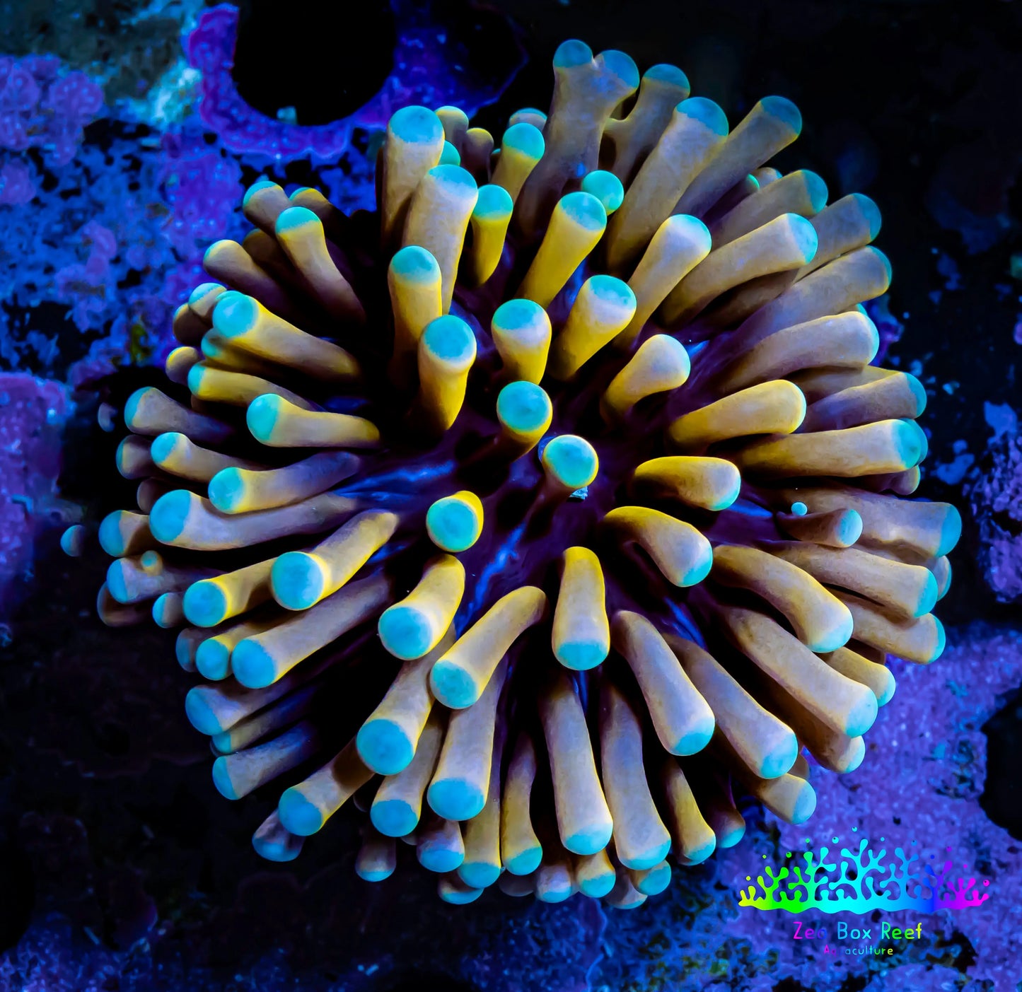 24K Blue Tip Gold Torch Coral 5cm WYSIWYG C2R1B1 24K Blue Tip Gold Torch Coral 5cm WYSIWYG C2R1B1 LPS 24K Blue Tip Gold Torch Coral 5cm WYSIWYG C2R1B1 Zeo Box Reef