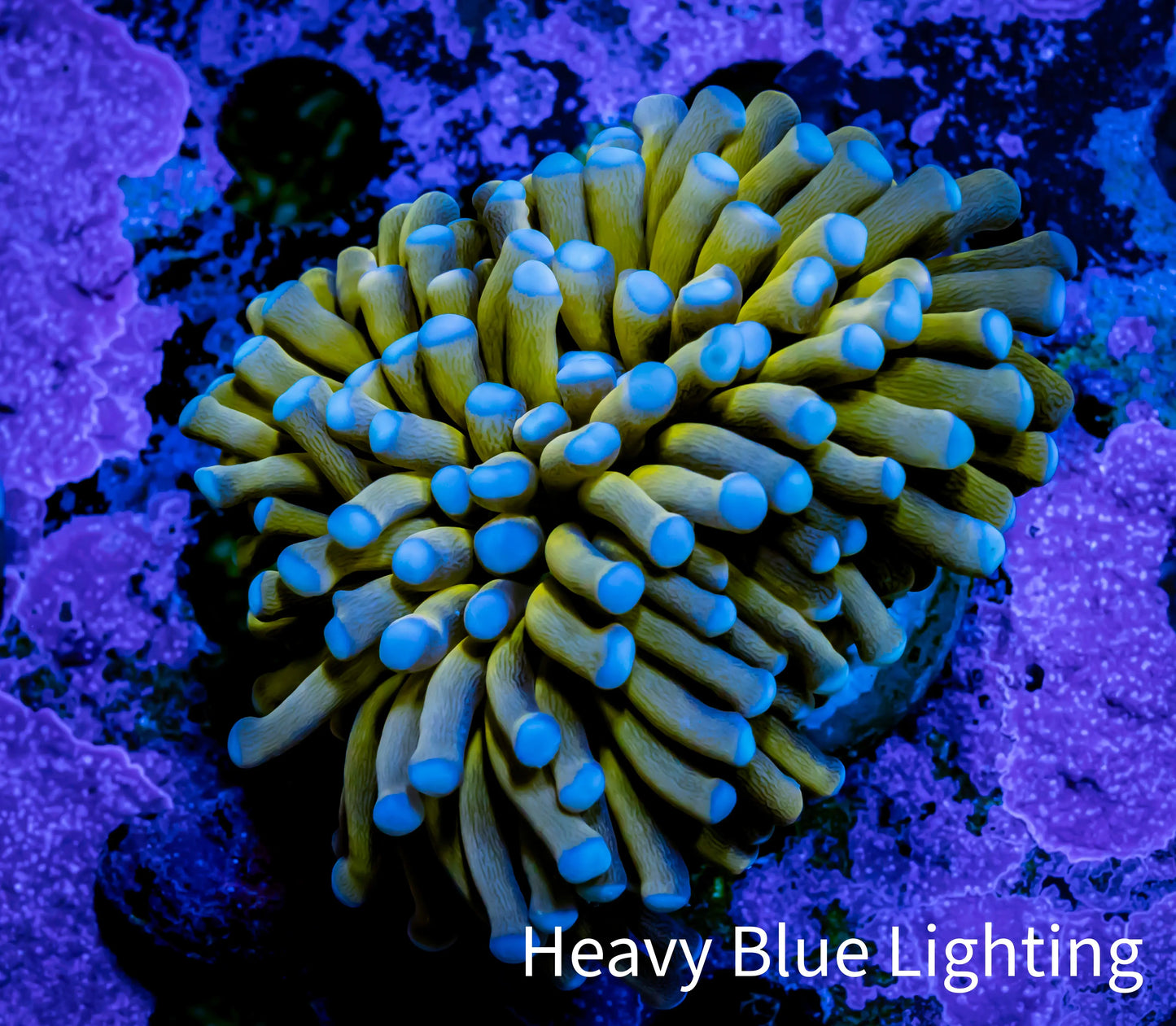 24K Blue Tip Gold Torch Coral 5cm WYSIWYG C4R1B1 24K Blue Tip Gold Torch Coral 5cm WYSIWYG C4R1B1 LPS 24K Blue Tip Gold Torch Coral 5cm WYSIWYG C4R1B1 Zeo Box Reef