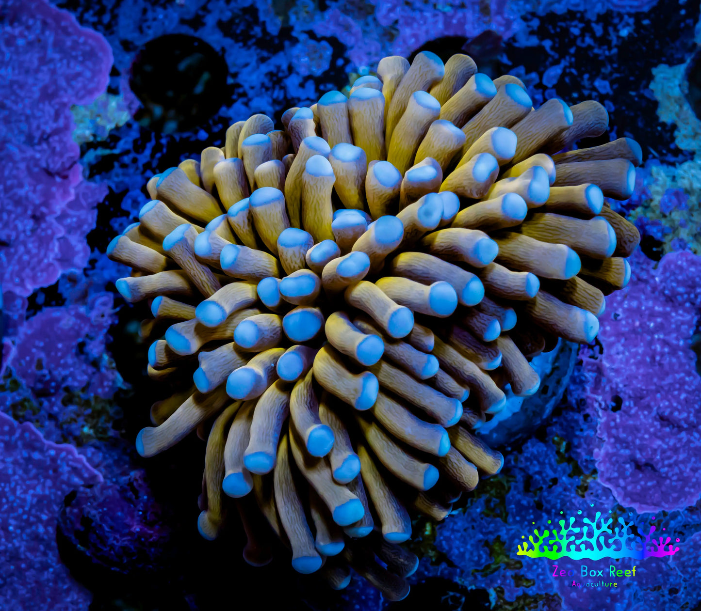 24K Blue Tip Gold Torch Coral 5cm WYSIWYG C4R1B1 24K Blue Tip Gold Torch Coral 5cm WYSIWYG C4R1B1 LPS 24K Blue Tip Gold Torch Coral 5cm WYSIWYG C4R1B1 Zeo Box Reef