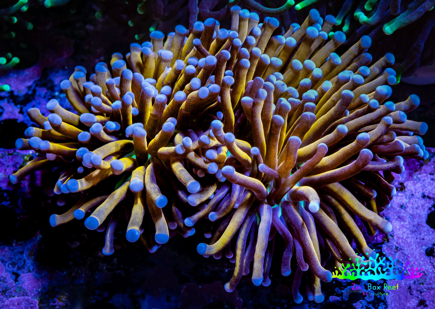 24K Blue Tip Gold Torch Coral 8cm Two Head WYSIWYG B1R1B1 24K Blue Tip Gold Torch Coral 8cm Two Head WYSIWYG B1R1B1 LPS 24K Blue Tip Gold Torch Coral 8cm Two Head WYSIWYG B1R1B1 Zeo Box Reef