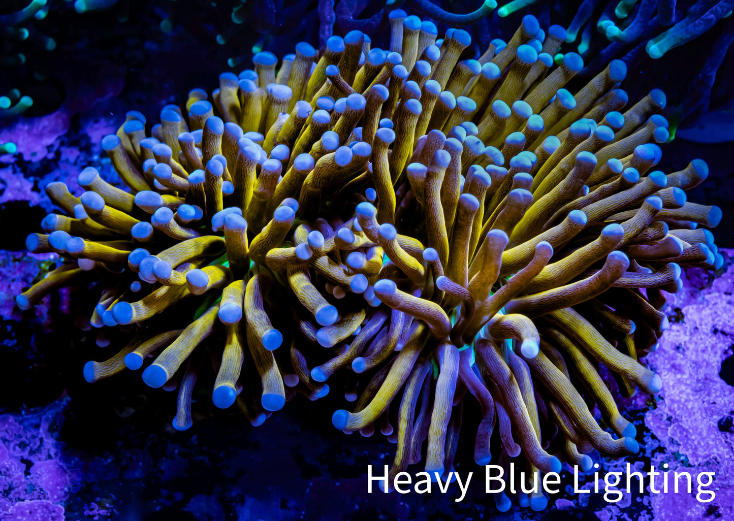 24K Blue Tip Gold Torch Coral 8cm Two Head WYSIWYG B1R1B1 24K Blue Tip Gold Torch Coral 8cm Two Head WYSIWYG B1R1B1 LPS 24K Blue Tip Gold Torch Coral 8cm Two Head WYSIWYG B1R1B1 Zeo Box Reef