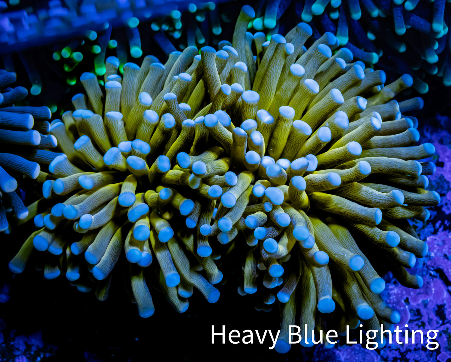 24K Blue Tip Gold Torch Coral 8cm WYSIWYG B2R1B1 24K Blue Tip Gold Torch Coral 8cm WYSIWYG B2R1B1 LPS 24K Blue Tip Gold Torch Coral 8cm WYSIWYG B2R1B1 Zeo Box Reef