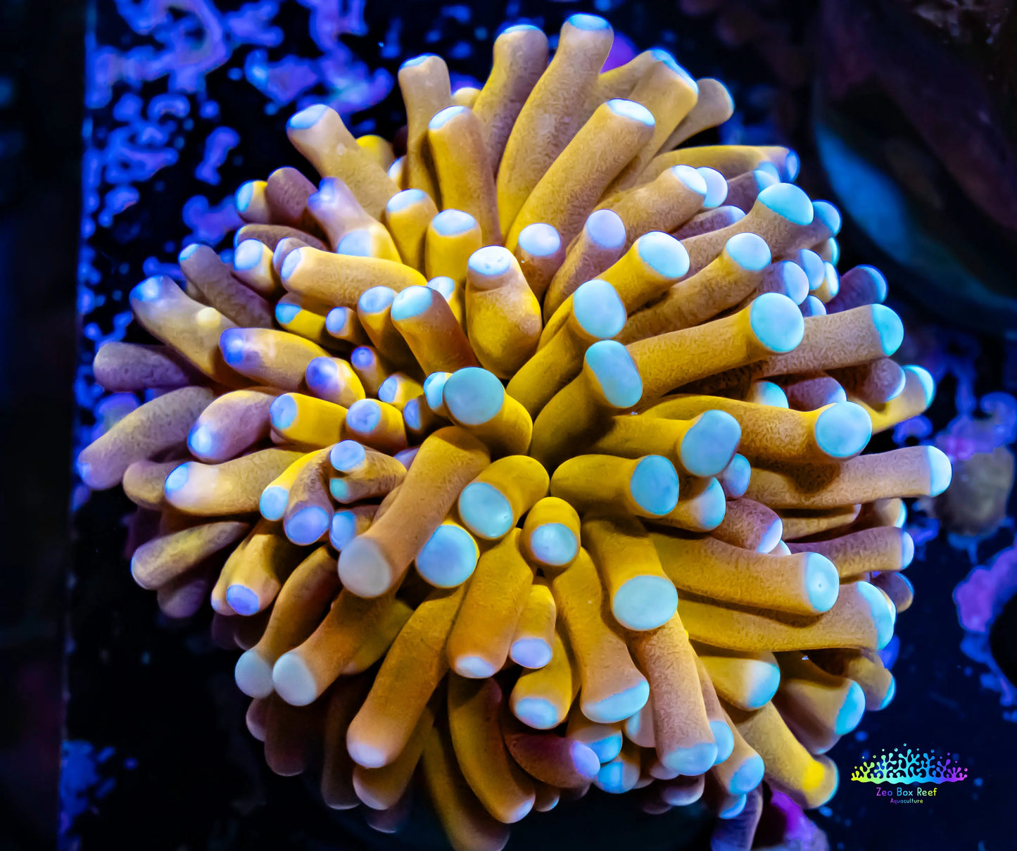 24K Blue Tip Gold Torch Coral WYSIWYG 4cm 24K Blue Tip Gold Torch Coral WYSIWYG 4cm LPS 24K Blue Tip Gold Torch Coral WYSIWYG 4cm Zeo Box Reef