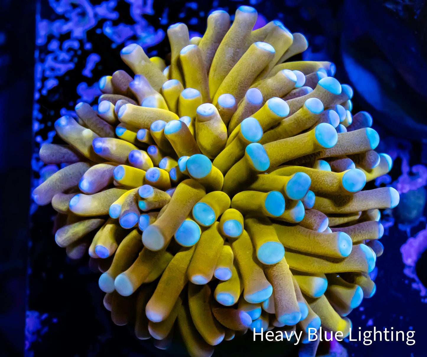 24K Blue Tip Gold Torch Coral WYSIWYG 4cm 24K Blue Tip Gold Torch Coral WYSIWYG 4cm LPS 24K Blue Tip Gold Torch Coral WYSIWYG 4cm Zeo Box Reef