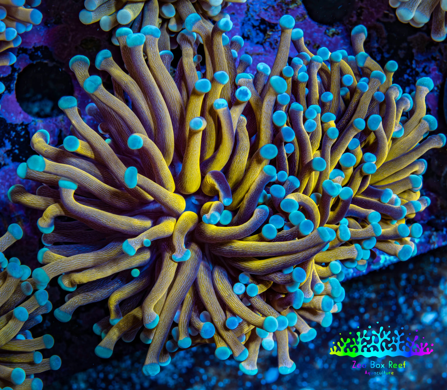 24K Blue Tip Gold Torch Coral WYSIWYG 6cm E2R1B1 24K Blue Tip Gold Torch Coral WYSIWYG 6cm E2R1B1 LPS 24K Blue Tip Gold Torch Coral WYSIWYG 6cm E2R1B1 Zeo Box Reef