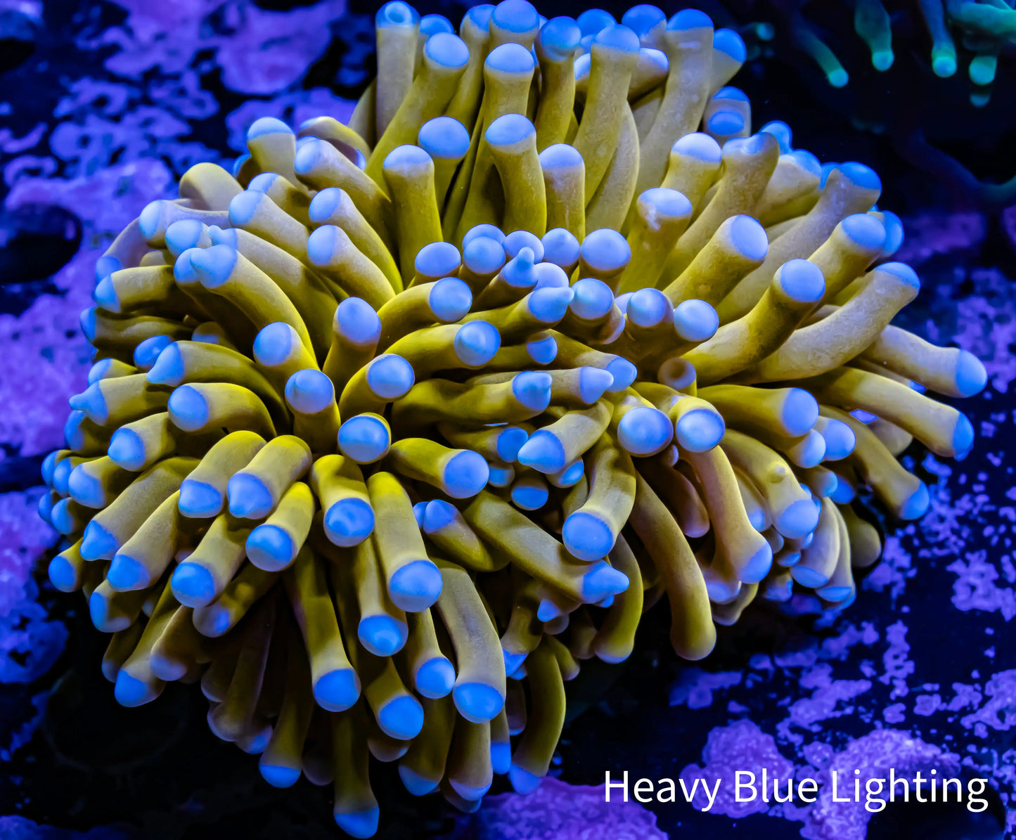 24K Blue Tip Gold Torch Coral WYSIWYG 6cm 24K Blue Tip Gold Torch Coral WYSIWYG 6cm LPS 24K Blue Tip Gold Torch Coral WYSIWYG 6cm Zeo Box Reef