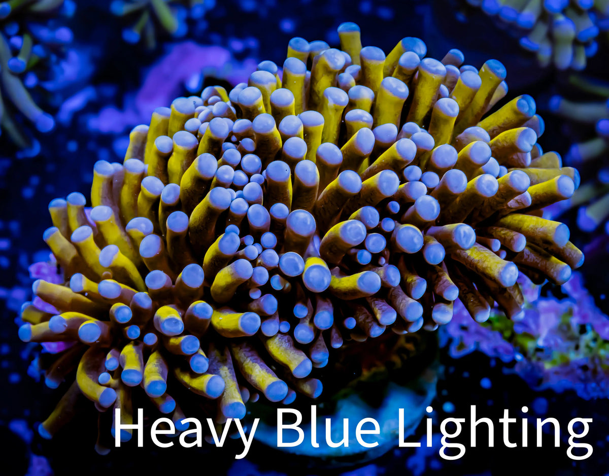 24K Blue Tip Gold Torch Coral WYSIWYG 6cm 24K Blue Tip Gold Torch Coral WYSIWYG 6cm LPS 24K Blue Tip Gold Torch Coral WYSIWYG 6cm Zeo Box Reef