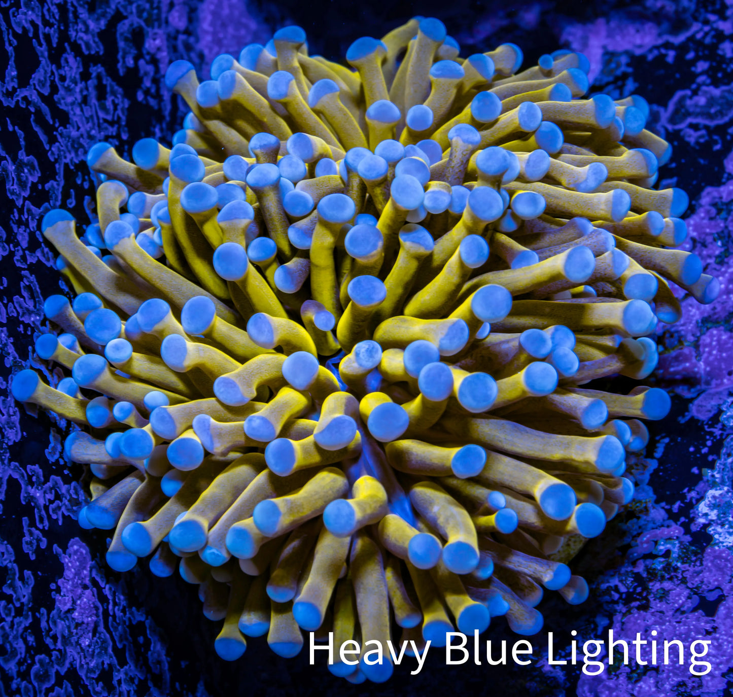 24K Blue Tip Gold Torch Coral WYSIWYG 8cm 24K Blue Tip Gold Torch Coral WYSIWYG 8cm LPS 24K Blue Tip Gold Torch Coral WYSIWYG 8cm Zeo Box Reef
