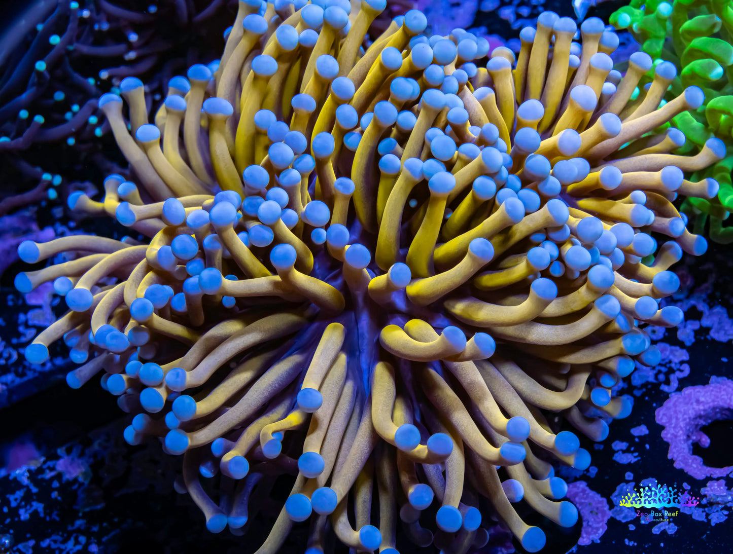 24K Blue Tip Gold Torch Coral WYSIWYG 9cm - 3 Heads 24K Blue Tip Gold Torch Coral WYSIWYG 9cm - 3 Heads LPS 24K Blue Tip Gold Torch Coral WYSIWYG 9cm - 3 Heads Zeo Box Reef