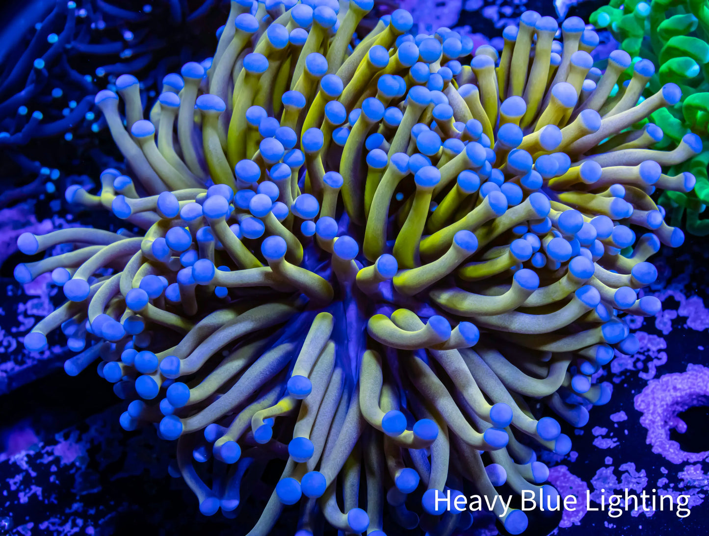 24K Blue Tip Gold Torch Coral WYSIWYG 9cm - 3 Heads 24K Blue Tip Gold Torch Coral WYSIWYG 9cm - 3 Heads LPS 24K Blue Tip Gold Torch Coral WYSIWYG 9cm - 3 Heads Zeo Box Reef