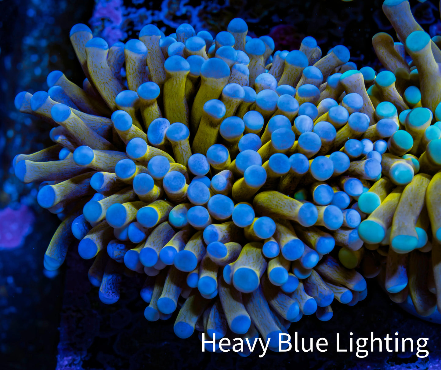 24K Blue Tip Gold Torch Coral f11R2B1 WYSIWYG 5cm 24K Blue Tip Gold Torch Coral f11R2B1 WYSIWYG 5cm LPS 24K Blue Tip Gold Torch Coral f11R2B1 WYSIWYG 5cm Zeo Box Reef