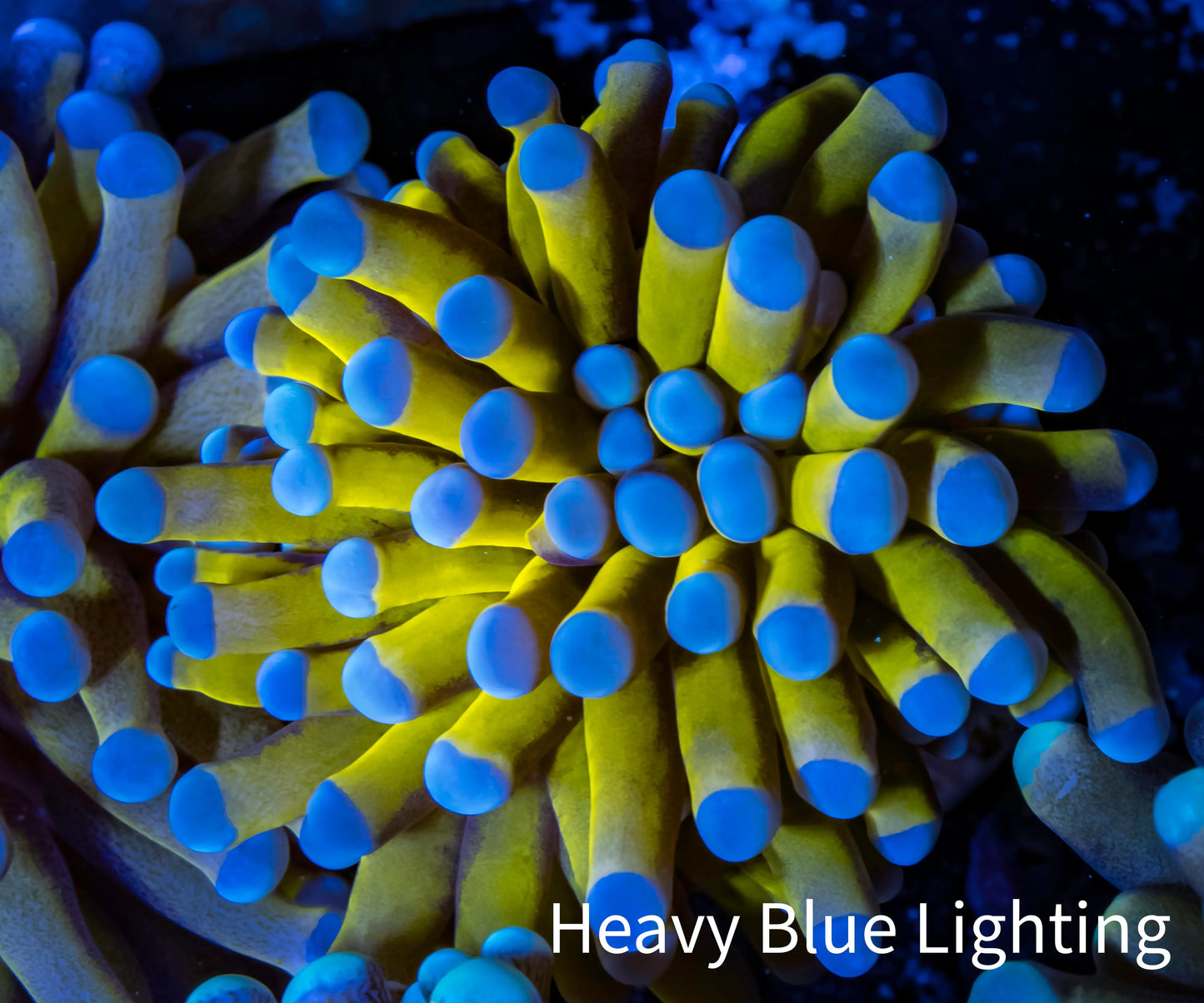 24K Blue Tip Gold Torch Coral f3R2B1 WYSIWYG 4cm 24K Blue Tip Gold Torch Coral f3R2B1 WYSIWYG 4cm LPS 24K Blue Tip Gold Torch Coral f3R2B1 WYSIWYG 4cm Zeo Box Reef