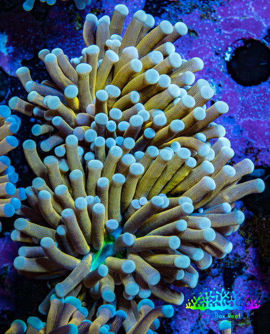 24K Green Base Gold Torch Coral WYSIWYG 6cm D3R1B1 24K Green Base Gold Torch Coral WYSIWYG 6cm D3R1B1 LPS 24K Green Base Gold Torch Coral WYSIWYG 6cm D3R1B1 Zeo Box Reef