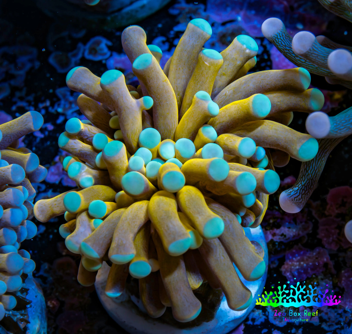 24K Mint Tip Gold Torch Coral E11R2B1 WYSIWYG 4cm 24K Mint Tip Gold Torch Coral E11R2B1 WYSIWYG 4cm LPS 24K Mint Tip Gold Torch Coral E11R2B1 WYSIWYG 4cm Zeo Box Reef