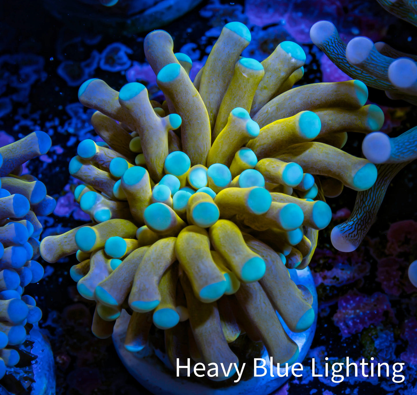 24K Mint Tip Gold Torch Coral E11R2B1 WYSIWYG 4cm 24K Mint Tip Gold Torch Coral E11R2B1 WYSIWYG 4cm LPS 24K Mint Tip Gold Torch Coral E11R2B1 WYSIWYG 4cm Zeo Box Reef