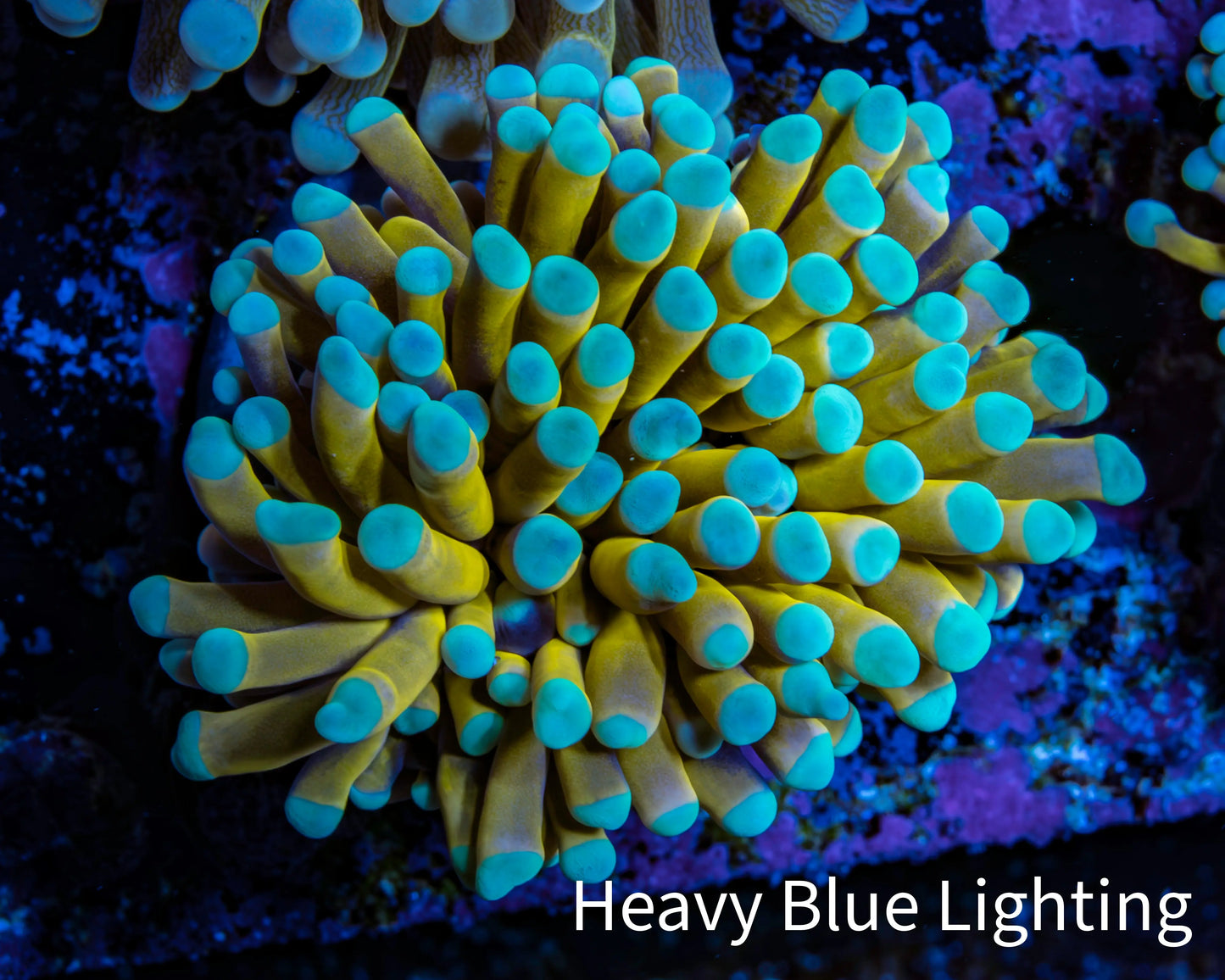 24K Mint Tip Gold Torch Coral E3R2B1 WYSIWYG 4cm 24K Mint Tip Gold Torch Coral E3R2B1 WYSIWYG 4cm LPS 24K Mint Tip Gold Torch Coral E3R2B1 WYSIWYG 4cm Zeo Box Reef