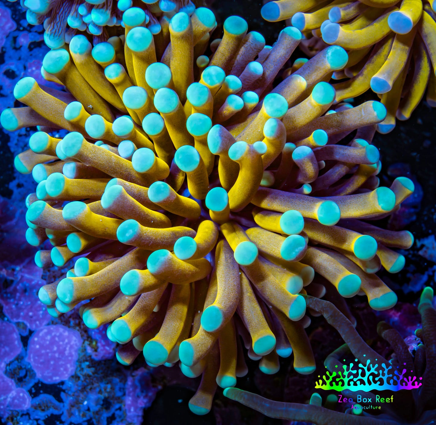 24K Mint Tip Gold Torch Coral F1R2B1 WYSIWYG 4cm 24K Mint Tip Gold Torch Coral F1R2B1 WYSIWYG 4cm LPS 24K Mint Tip Gold Torch Coral F1R2B1 WYSIWYG 4cm Zeo Box Reef