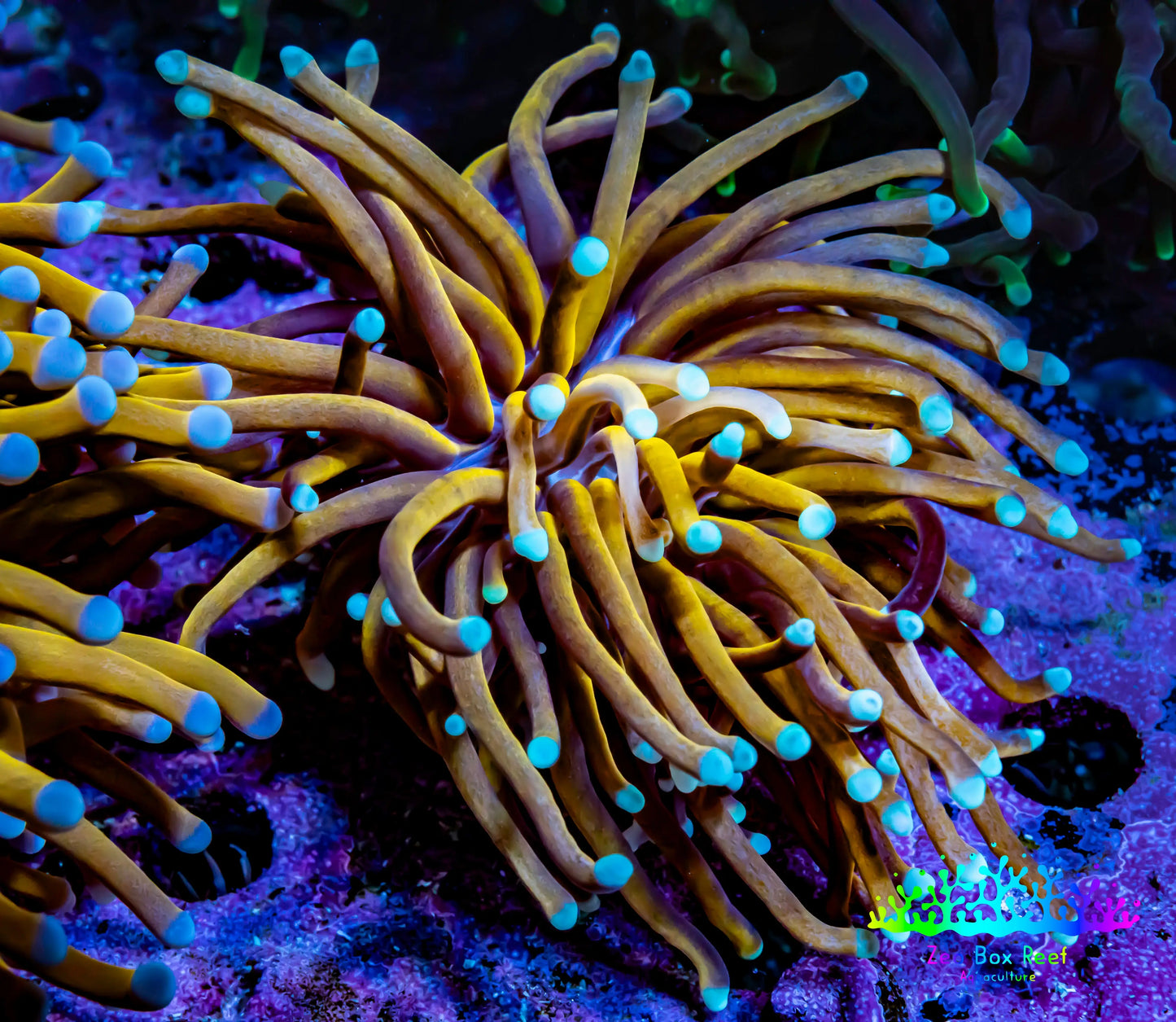 24K Mint Tip Gold Torch Coral WYSIWYG 5cm 24K Mint Tip Gold Torch Coral WYSIWYG 5cm LPS 24K Mint Tip Gold Torch Coral WYSIWYG 5cm Zeo Box Reef