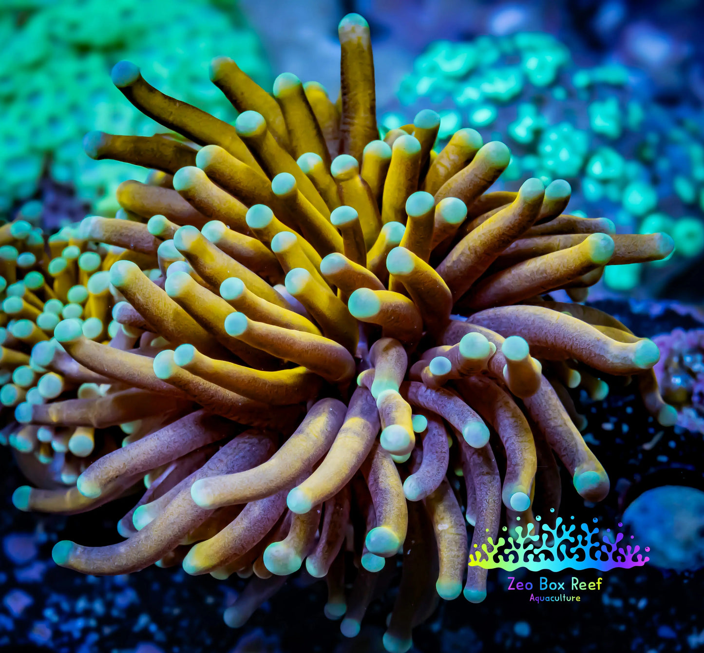 24K Mint Tip Gold Torch Coral WYSIWYG 6cm 24K Mint Tip Gold Torch Coral WYSIWYG 6cm LPS 24K Mint Tip Gold Torch Coral WYSIWYG 6cm Zeo Box Reef