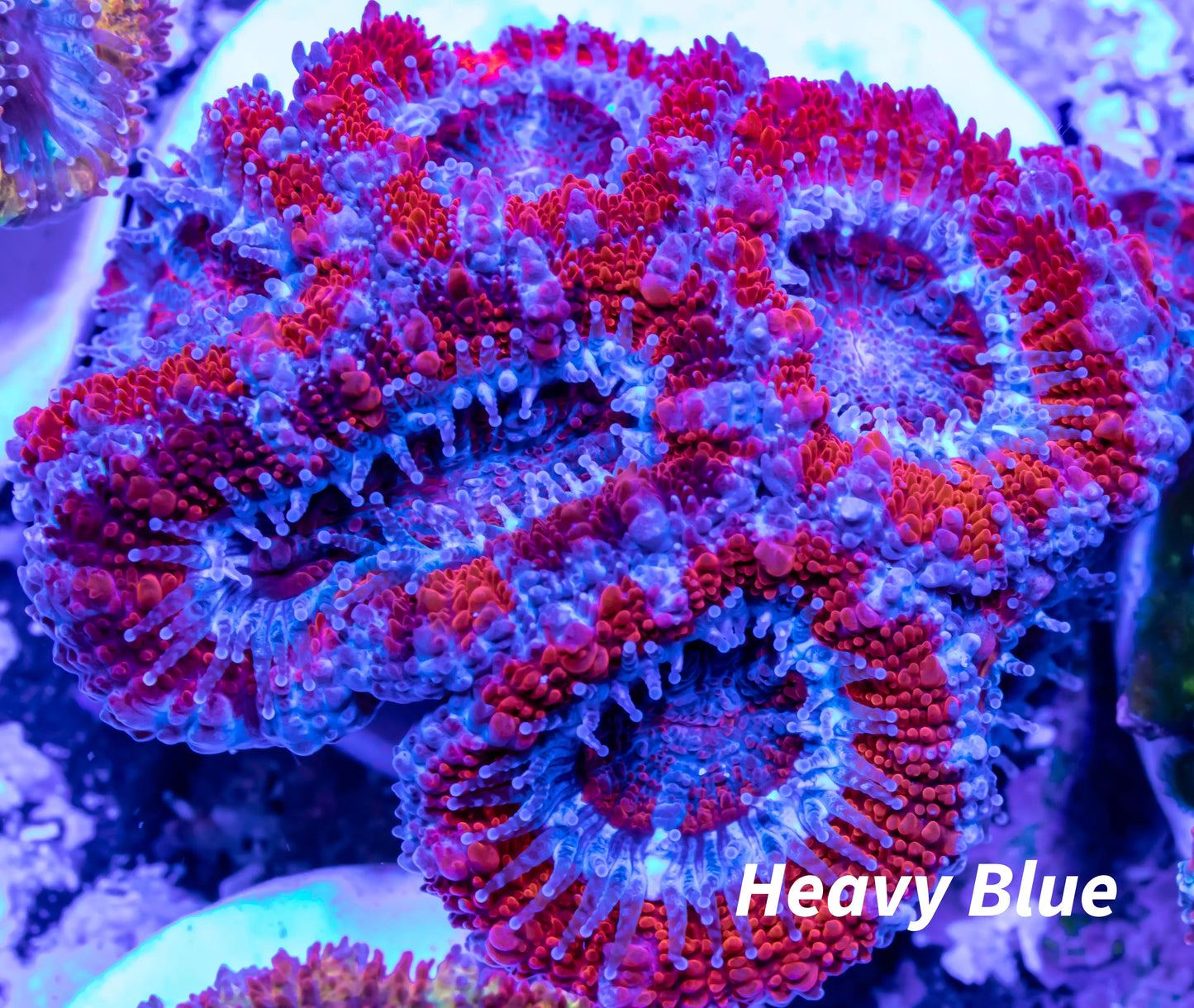 Acan Coral - Micromussa Lordhowensis - Acan Frag WYSIWYG Acan Coral - Micromussa Lordhowensis - Acan Frag WYSIWYG LPS Coral Acan Coral - Micromussa Lordhowensis - Acan Frag WYSIWYG Zeo Box Reef