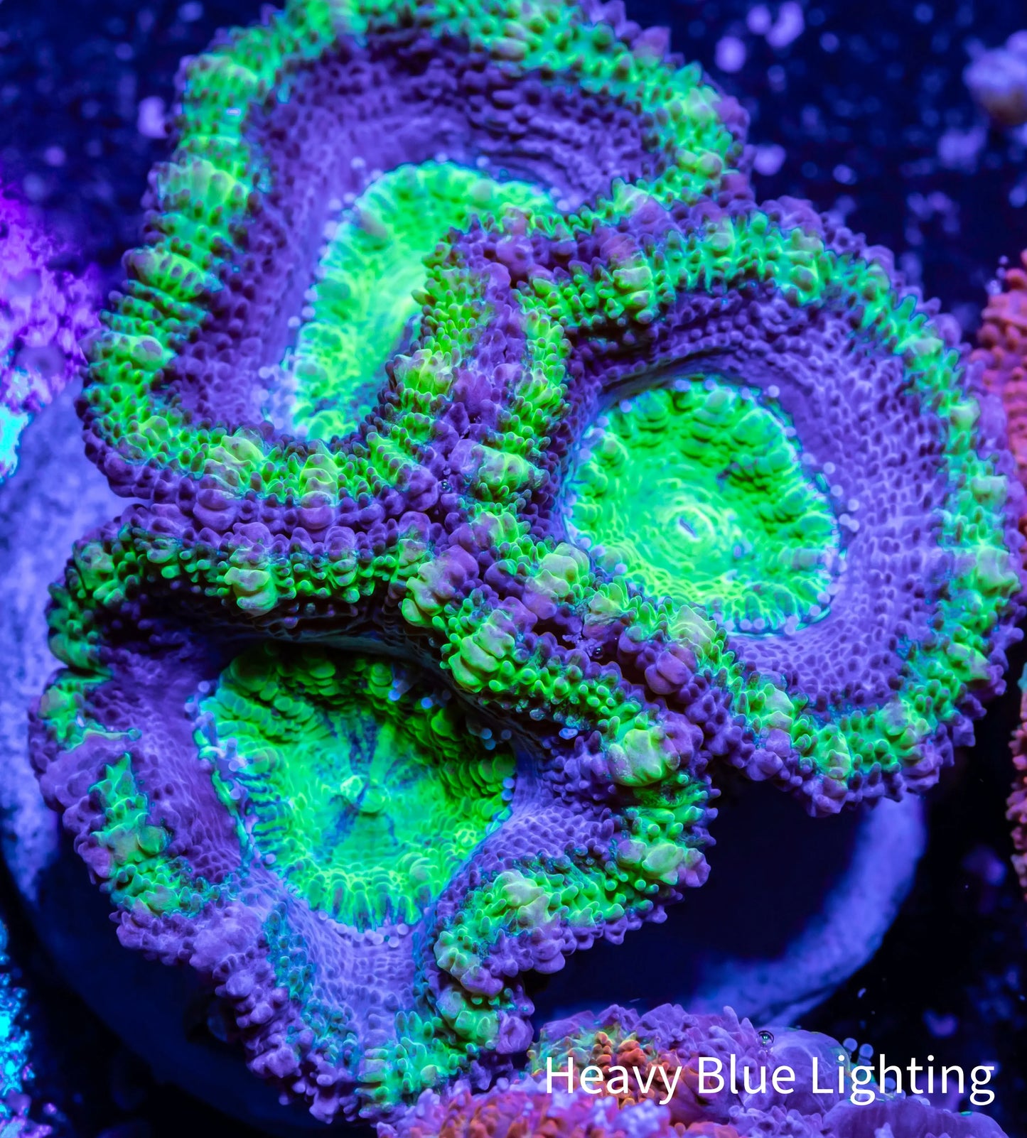 Acan Coral - Micromussa Lordhowensis - Acan Frag WYSIWYG Acan Coral - Micromussa Lordhowensis - Acan Frag WYSIWYG LPS Coral Acan Coral - Micromussa Lordhowensis - Acan Frag WYSIWYG Zeo Box Reef