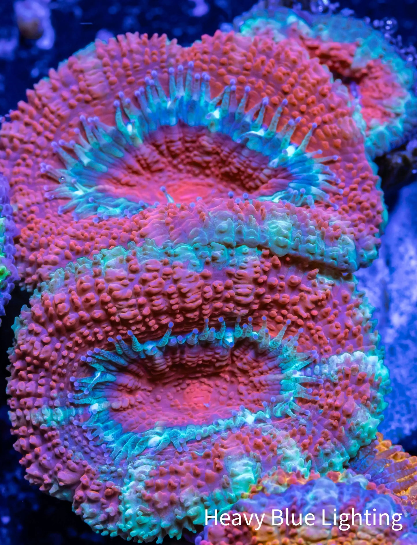 Acan Coral - Micromussa Lordhowensis - Acan Frag WYSIWYG Acan Coral - Micromussa Lordhowensis - Acan Frag WYSIWYG LPS Coral Acan Coral - Micromussa Lordhowensis - Acan Frag WYSIWYG Zeo Box Reef