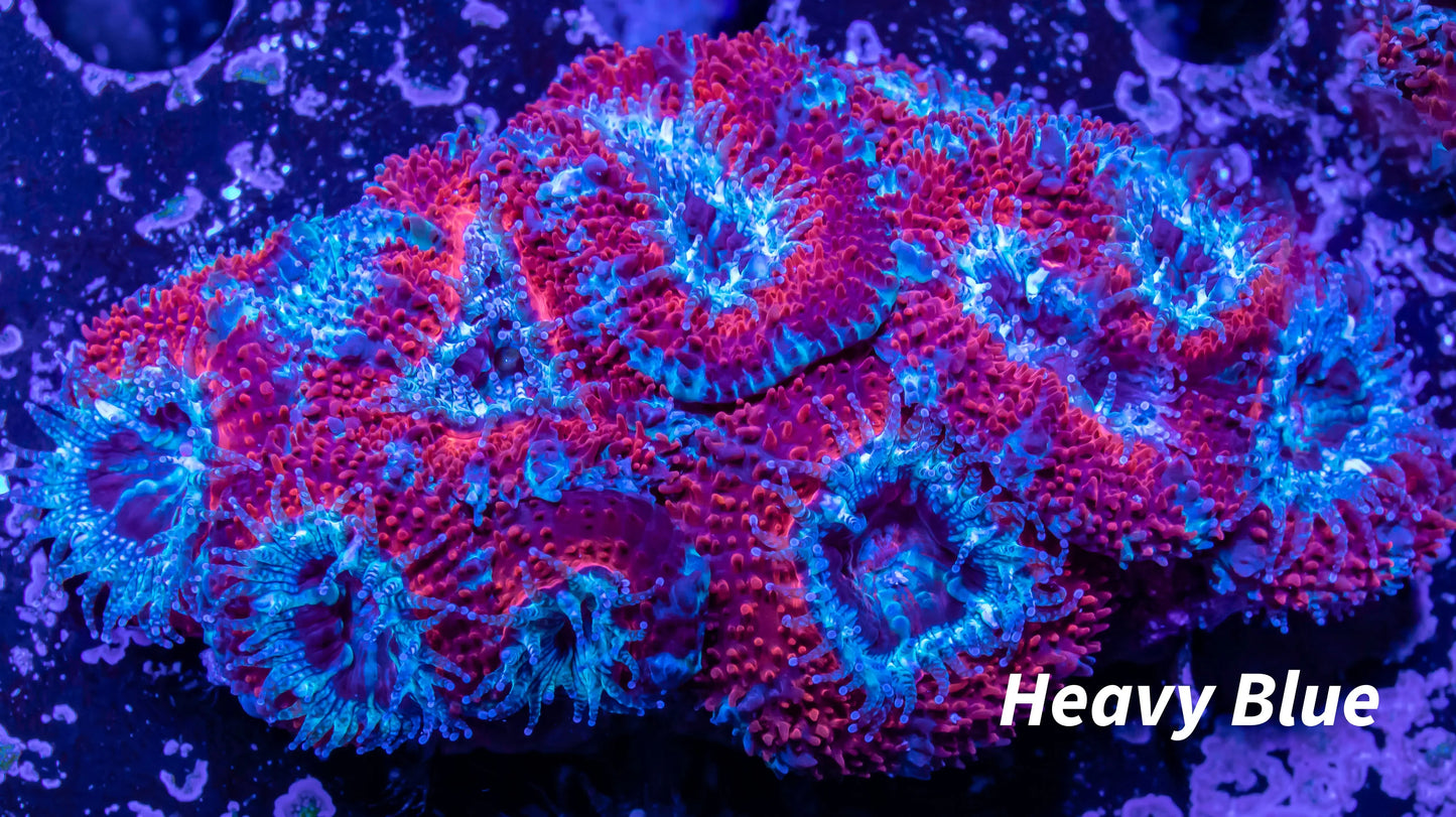 Acan Coral - Micromussa Lordhowensis - Acan WYSIWYG 6cm Acan Coral - Micromussa Lordhowensis - Acan WYSIWYG 6cm LPS Coral Acan Coral - Micromussa Lordhowensis - Acan WYSIWYG 6cm Zeo Box Reef