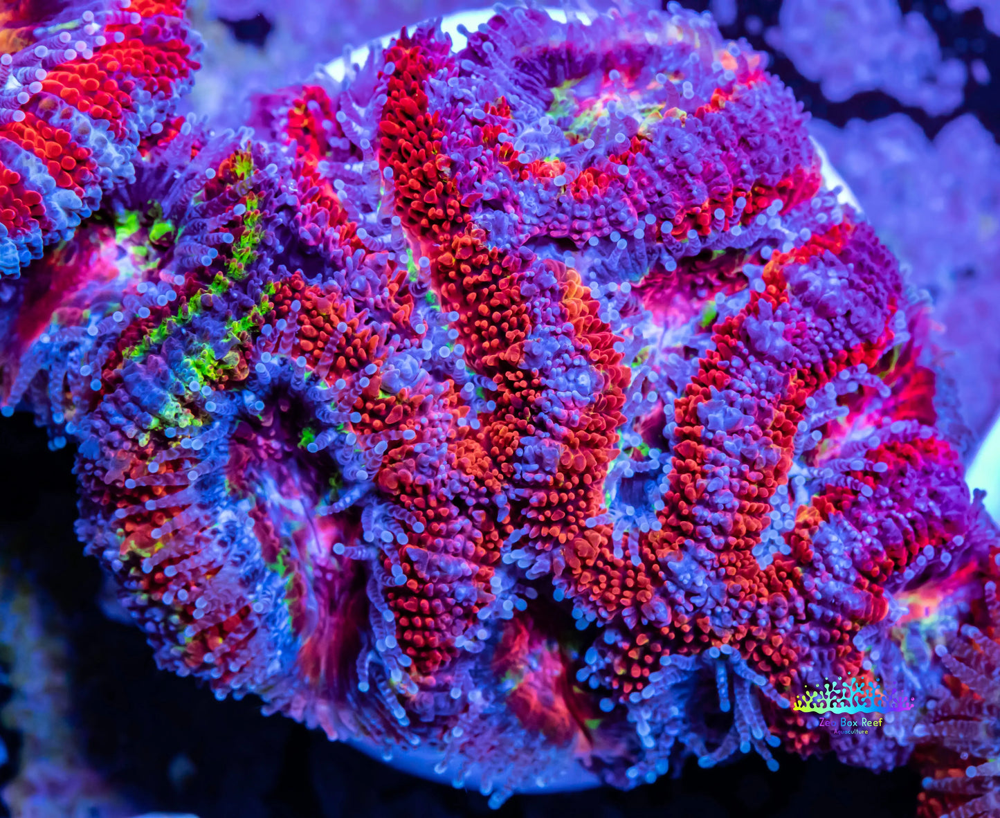 Acan Coral - Micromussa Lordhowensis - Ultra Acan Frag WYSIWYG Acan Coral - Micromussa Lordhowensis - Ultra Acan Frag WYSIWYG LPS Coral Acan Coral - Micromussa Lordhowensis - Ultra Acan Frag WYSIWYG Zeo Box Reef