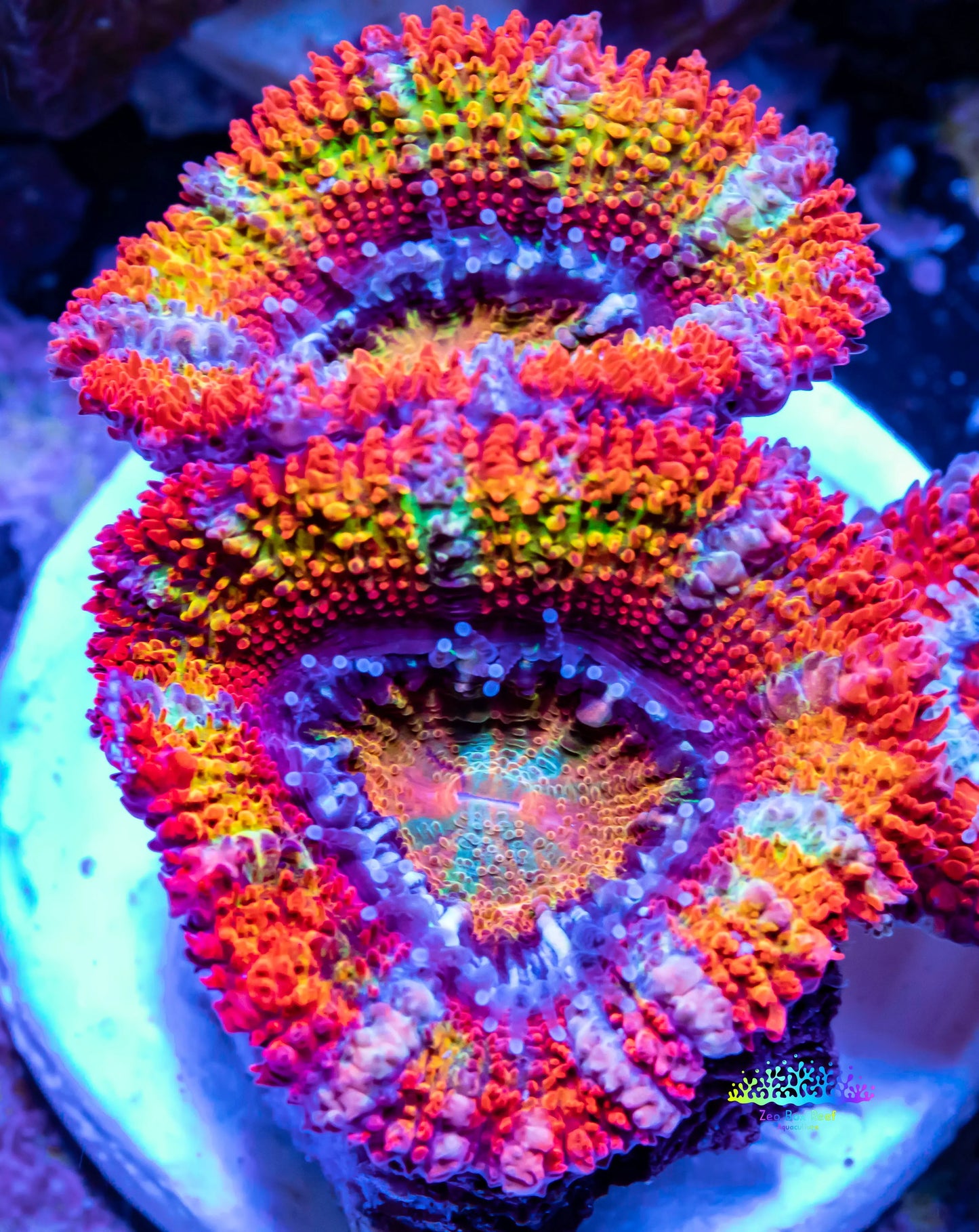 Acan Coral - Micromussa Lordhowensis - Ultra Acan Frag WYSIWYG Acan Coral - Micromussa Lordhowensis - Ultra Acan Frag WYSIWYG LPS Coral Acan Coral - Micromussa Lordhowensis - Ultra Acan Frag WYSIWYG Zeo Box Reef