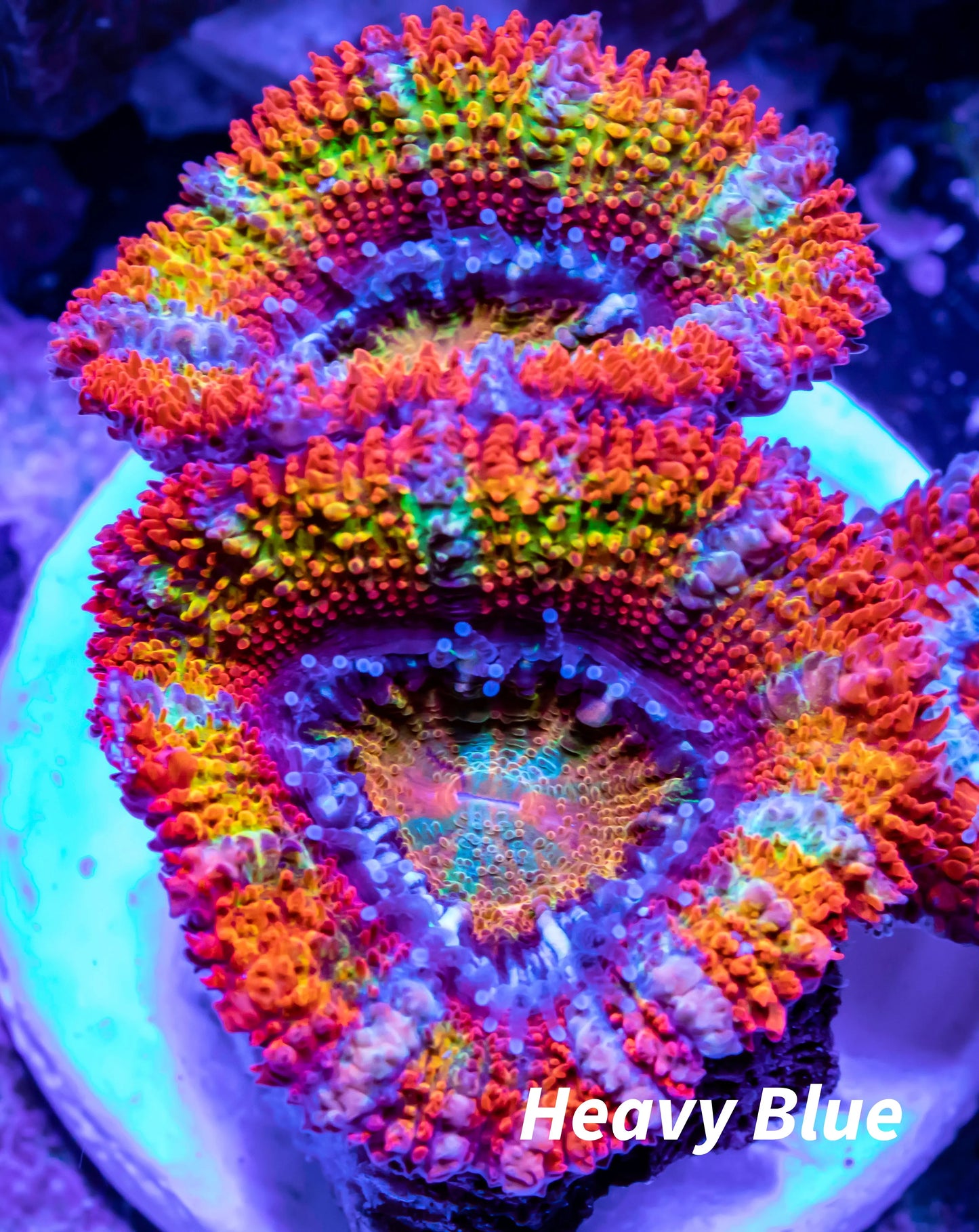 Acan Coral - Micromussa Lordhowensis - Ultra Acan Frag WYSIWYG Acan Coral - Micromussa Lordhowensis - Ultra Acan Frag WYSIWYG LPS Coral Acan Coral - Micromussa Lordhowensis - Ultra Acan Frag WYSIWYG Zeo Box Reef
