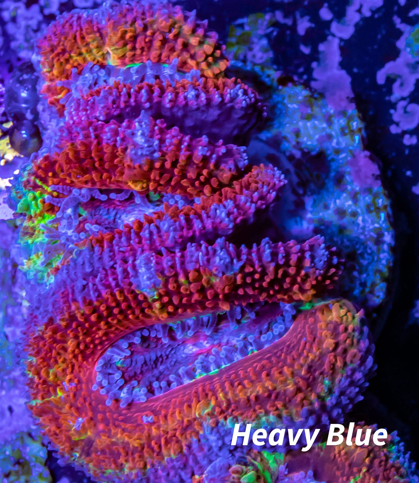 Acan Coral - Micromussa Lordhowensis - Ultra Acan Frag WYSIWYG Acan Coral - Micromussa Lordhowensis - Ultra Acan Frag WYSIWYG LPS Coral Acan Coral - Micromussa Lordhowensis - Ultra Acan Frag WYSIWYG Zeo Box Reef