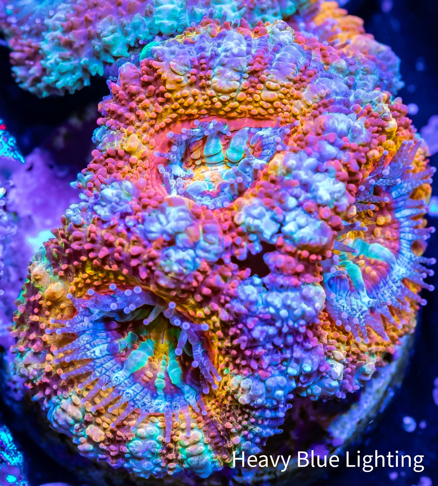 Acan Coral - Micromussa Lordhowensis - Ultra Acan Frag WYSIWYG Acan Coral - Micromussa Lordhowensis - Ultra Acan Frag WYSIWYG LPS Coral Acan Coral - Micromussa Lordhowensis - Ultra Acan Frag WYSIWYG Zeo Box Reef
