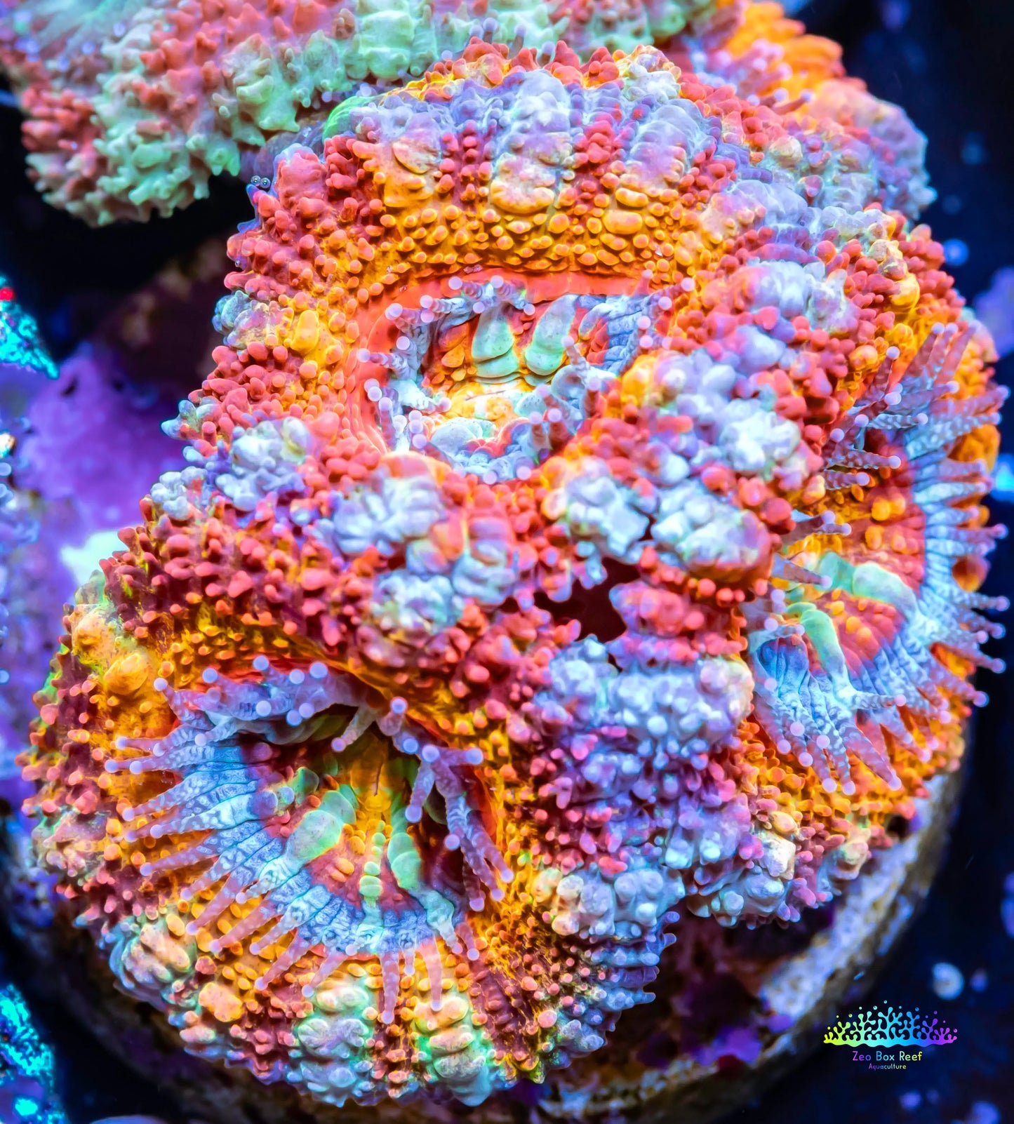 Acan Coral - Micromussa Lordhowensis - Ultra Acan Frag WYSIWYG Acan Coral - Micromussa Lordhowensis - Ultra Acan Frag WYSIWYG LPS Coral Acan Coral - Micromussa Lordhowensis - Ultra Acan Frag WYSIWYG Zeo Box Reef