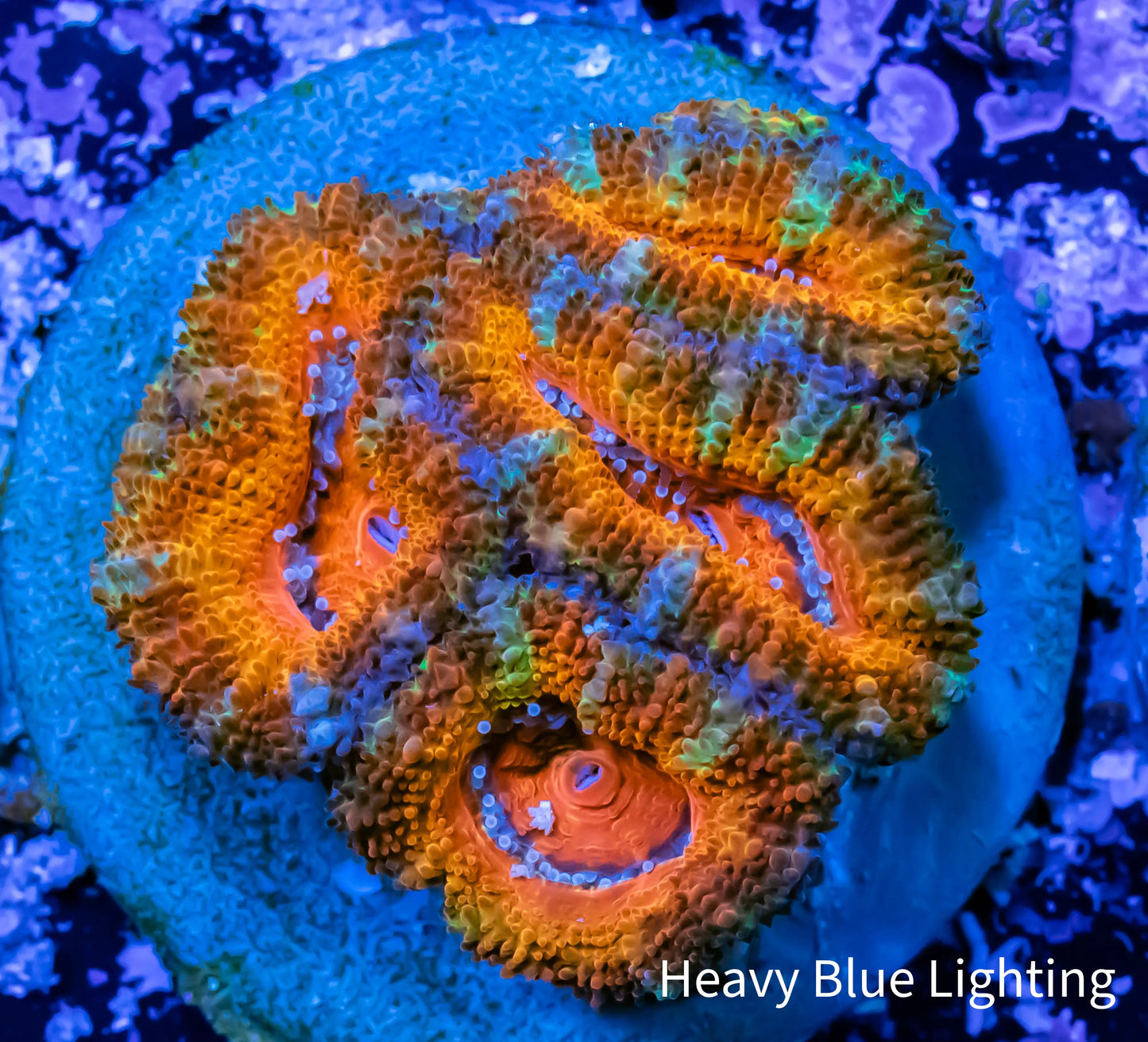 Acan Coral - Micromussa Lordhowensis - Ultra Rainbow Acan Frag WYSIWYG Acan Coral - Micromussa Lordhowensis - Ultra Rainbow Acan Frag WYSIWYG LPS Coral Acan Coral - Micromussa Lordhowensis - Ultra Rainbow Acan Frag WYSIWYG Zeo Box Reef