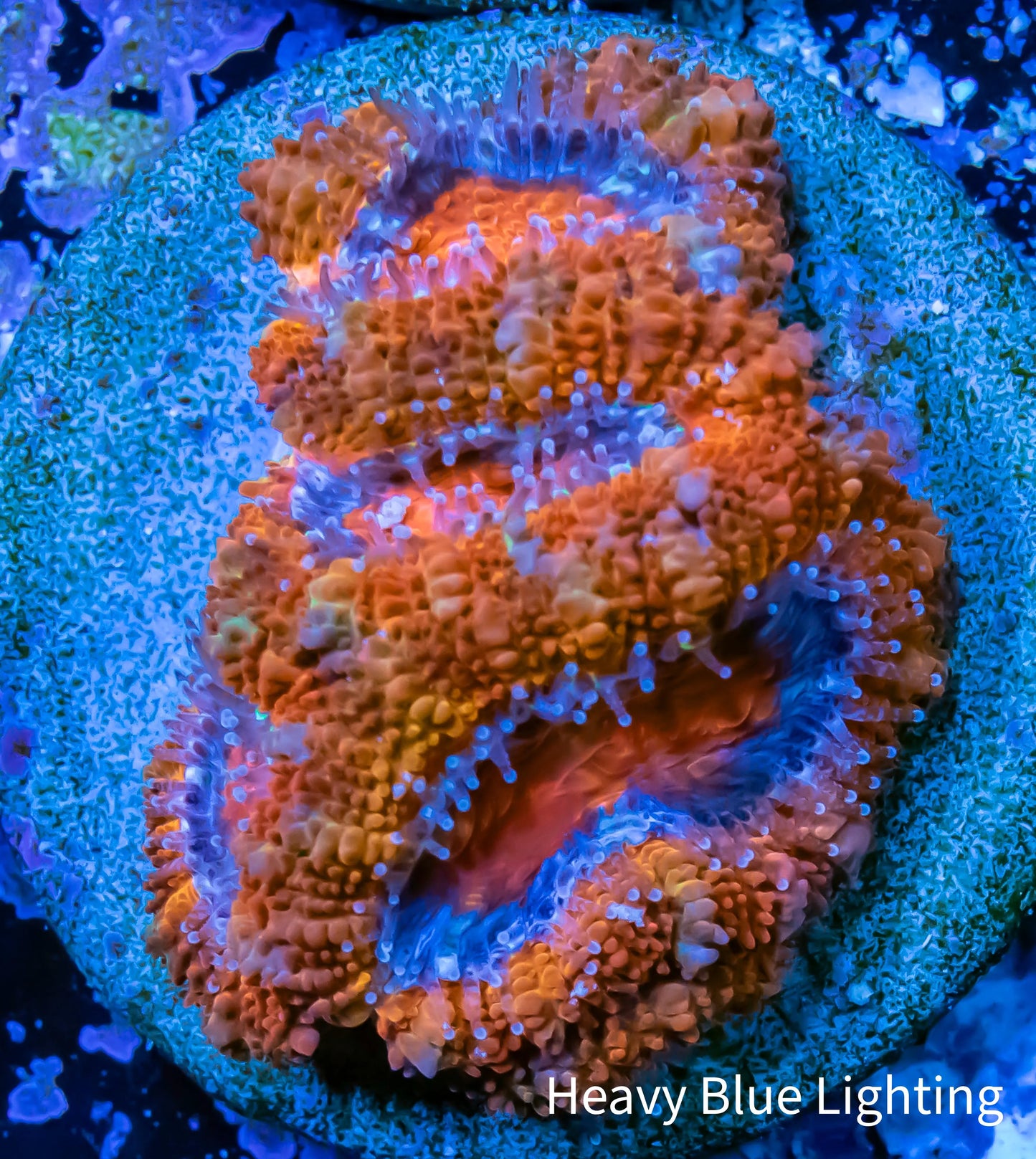 Acan Coral - Micromussa Lordhowensis - Ultra Rainbow Acan Frag WYSIWYG Acan Coral - Micromussa Lordhowensis - Ultra Rainbow Acan Frag WYSIWYG LPS Coral Acan Coral - Micromussa Lordhowensis - Ultra Rainbow Acan Frag WYSIWYG Zeo Box Reef
