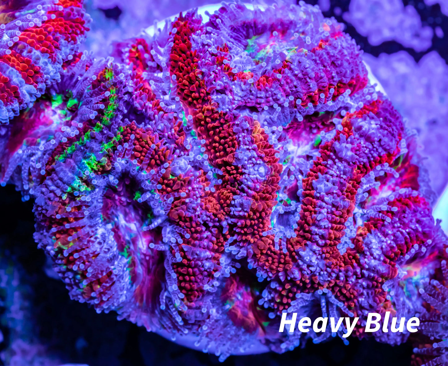 Acan Coral - Micromussa Lordhowensis - Ultra Acan Frag WYSIWYG Acan Coral - Micromussa Lordhowensis - Ultra Acan Frag WYSIWYG LPS Coral Acan Coral - Micromussa Lordhowensis - Ultra Acan Frag WYSIWYG Zeo Box Reef