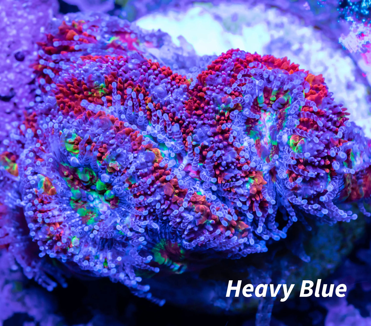 Acan Coral - Micromussa Lordhowensis - Ultra Acan Frag WYSIWYG Acan Coral - Micromussa Lordhowensis - Ultra Acan Frag WYSIWYG LPS Coral Acan Coral - Micromussa Lordhowensis - Ultra Acan Frag WYSIWYG Zeo Box Reef