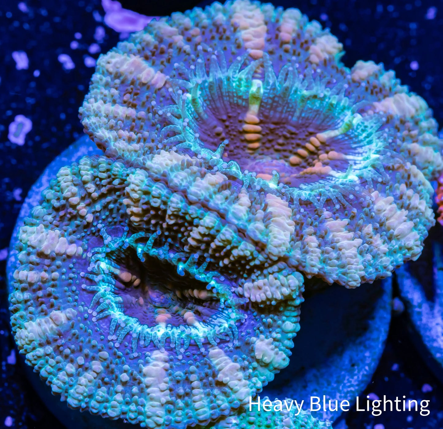 Acan Coral - Micromussa Lordhowensis - Ultra Acan Frag WYSIWYG Acan Coral - Micromussa Lordhowensis - Ultra Acan Frag WYSIWYG LPS Coral Acan Coral - Micromussa Lordhowensis - Ultra Acan Frag WYSIWYG Zeo Box Reef