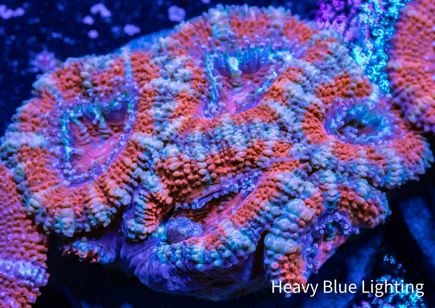 Acan Coral - Micromussa Lordhowensis - Ultra Acan Frag WYSIWYG Acan Coral - Micromussa Lordhowensis - Ultra Acan Frag WYSIWYG LPS Coral Acan Coral - Micromussa Lordhowensis - Ultra Acan Frag WYSIWYG Zeo Box Reef