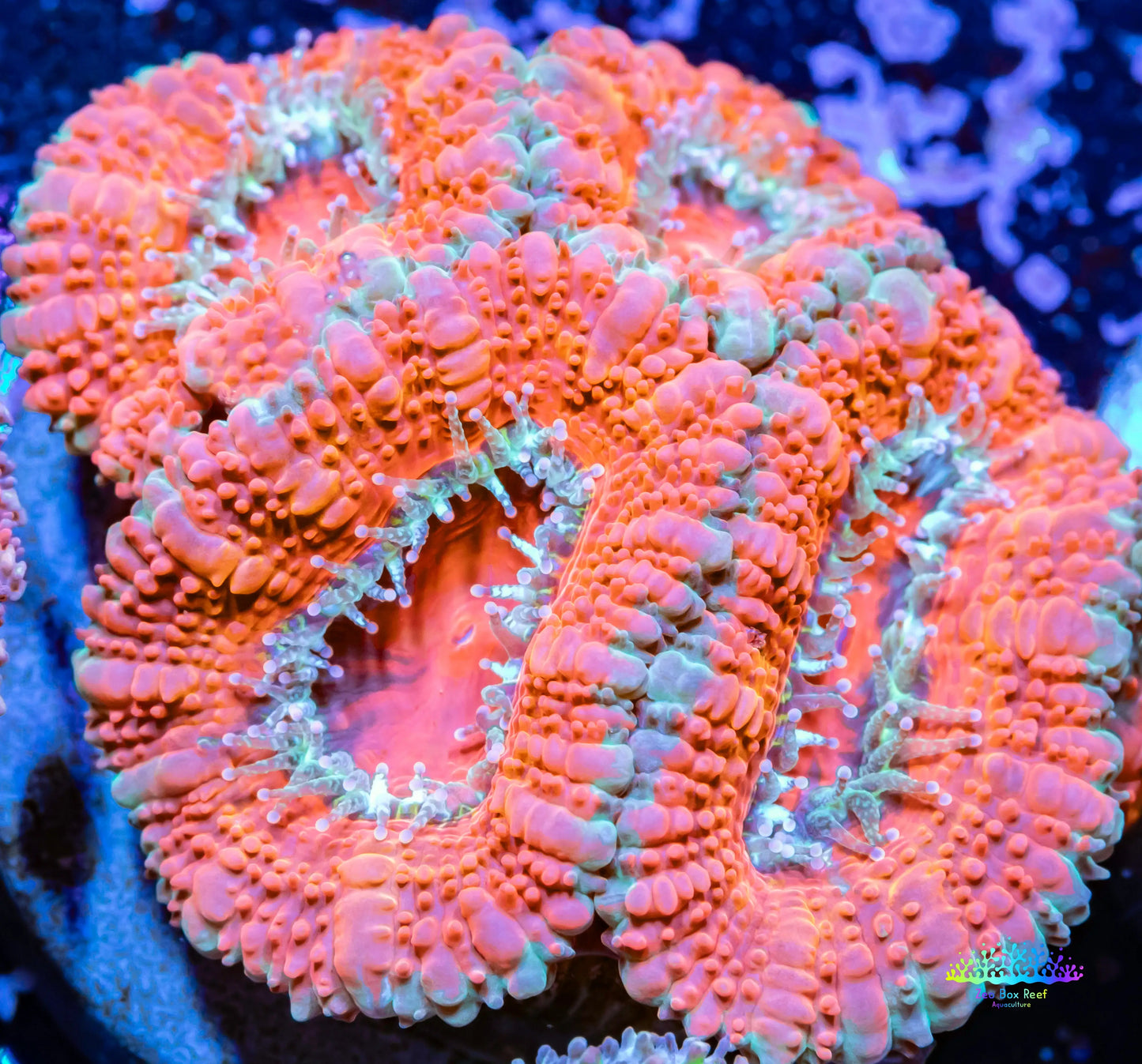 Acan Coral - Micromussa Lordhowensis - Ultra Acan Frag WYSIWYG Acan Coral - Micromussa Lordhowensis - Ultra Acan Frag WYSIWYG LPS Coral Acan Coral - Micromussa Lordhowensis - Ultra Acan Frag WYSIWYG Zeo Box Reef